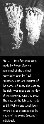 Fig. 1 — Two footprint casts made by Forest Service personnel of the animal reportedly seen by Paul Freeman.