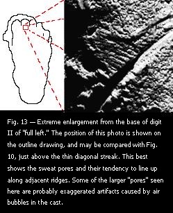 Fig. 13 — Extreme enlargement from the base of digit II of "full left."