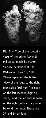 Fig. 3 — Two of the footprint casts of the prime (second) individual made by Forest Service personnel at Elk Wallow on June 17, 1982.