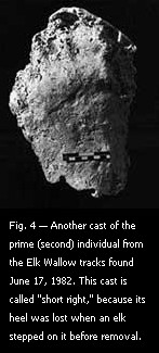 Fig. 4 — Another cast of the prime (second) individual from the Elk Wallow tracks found June 17, 1982. 