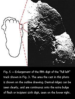 Fig. 5 — Enlargement of the fifth digit of the "full left" track shown in Fig. 3.