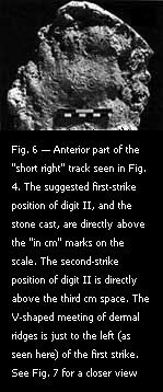 Fig. 6 — Anterior part of the "short right" track seen in Fig. 4. 