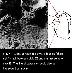 Fig. 7 — Close-up view of dermal ridges on "short right" track between digit III and the first strike of digit II.