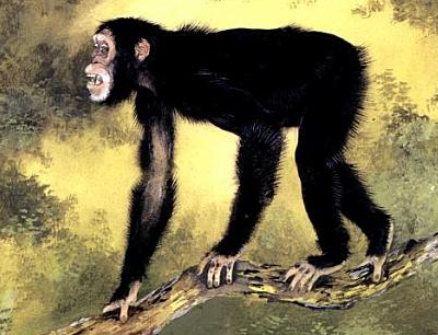 Illustration by Maurice Wilson, from Andrews & Stringer, 1989, Human evolution: An illustrated guide. Cambridge University Press. Dryopithecus fontani, a European wood ape, was widely distributed in western and eastern Europe some 9 to 11 million years ago. 