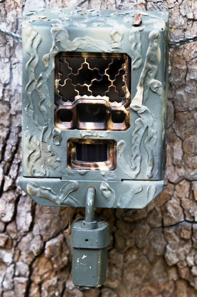 A Reconyx HC600 mounted on a tree.  Photograph: Chris Buntenbah.  