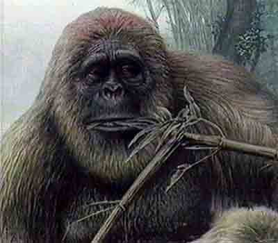 gigantopithecus blacki brain size
